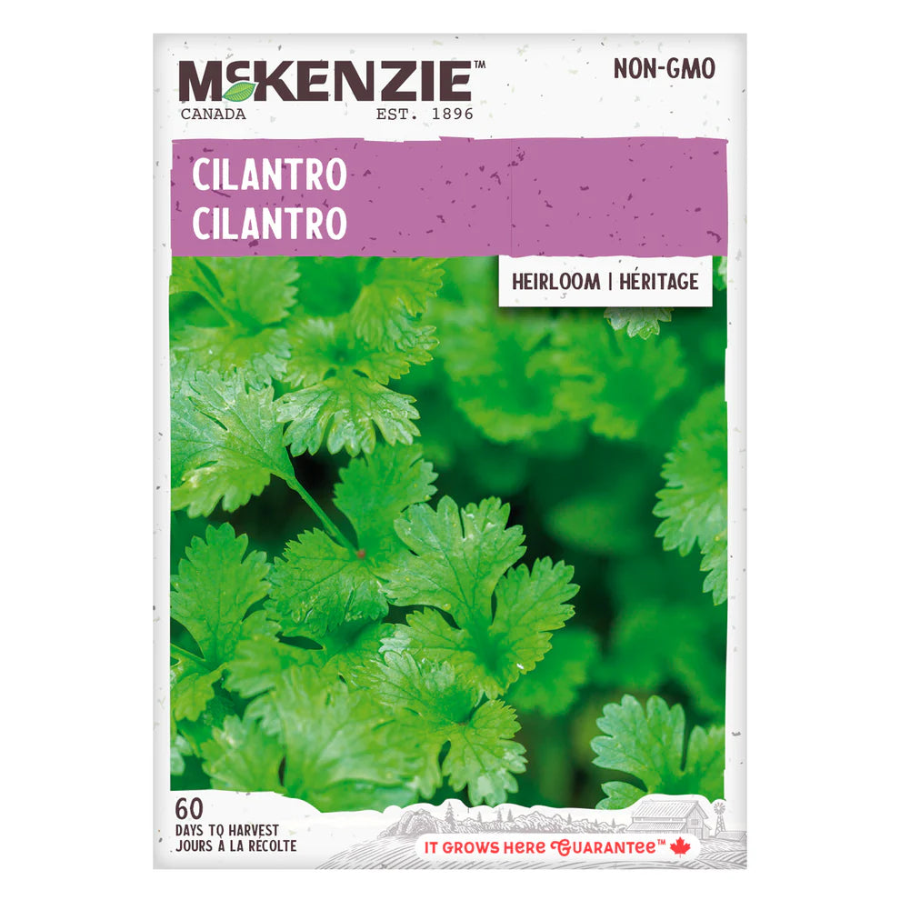 Cilantro Coriander Seeds