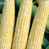 Peaches and Cream Corn Seeds