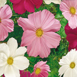Early Sensation Cosmos - Mixed Seeds