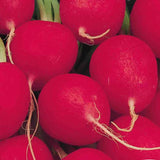 Crimson Giant Champion Radish Seeds
