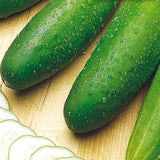 Earliest Mincu Cucumber Seeds