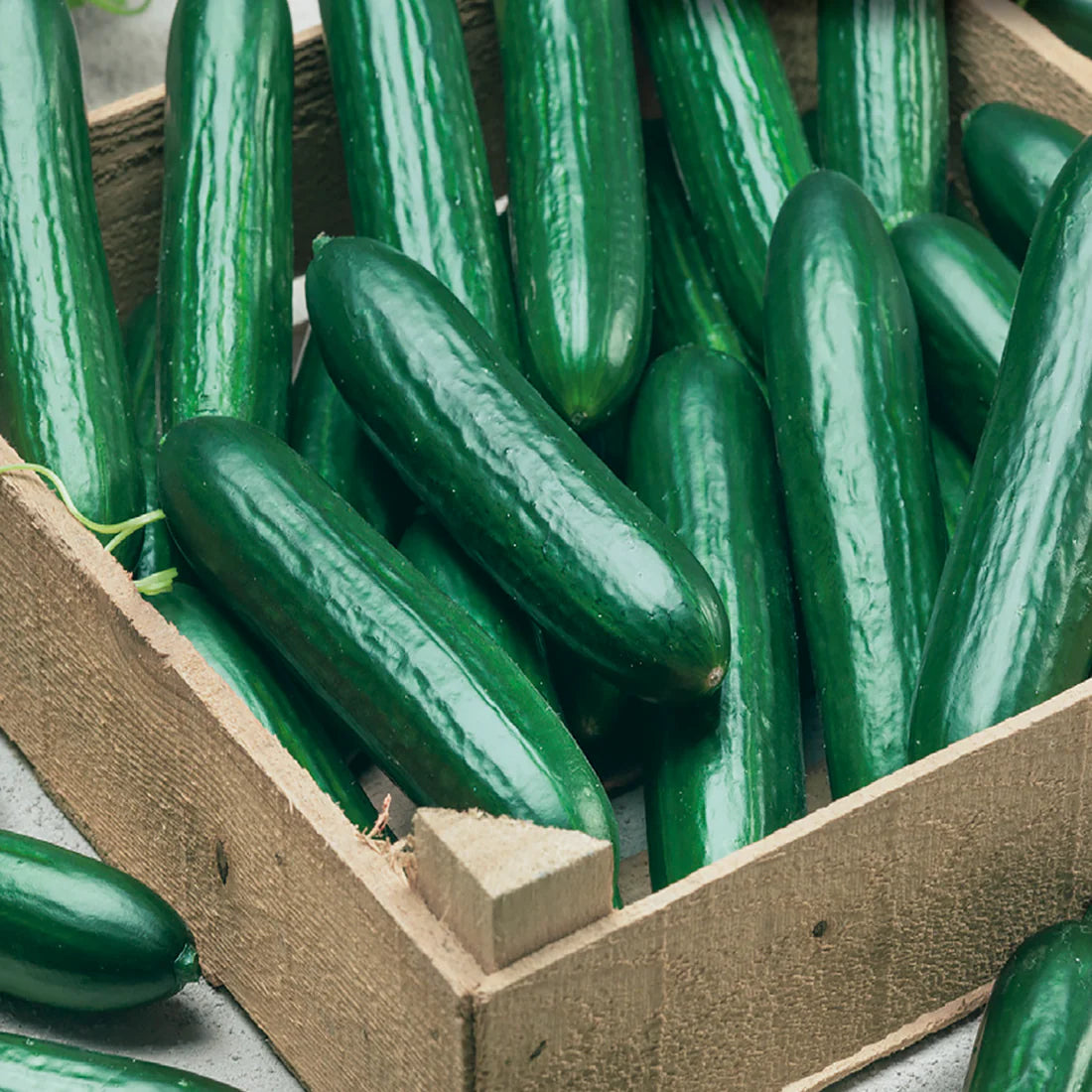 Beit Alpha Burpless Cucumber Seeds