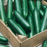 Beit Alpha Burpless Cucumber Seeds