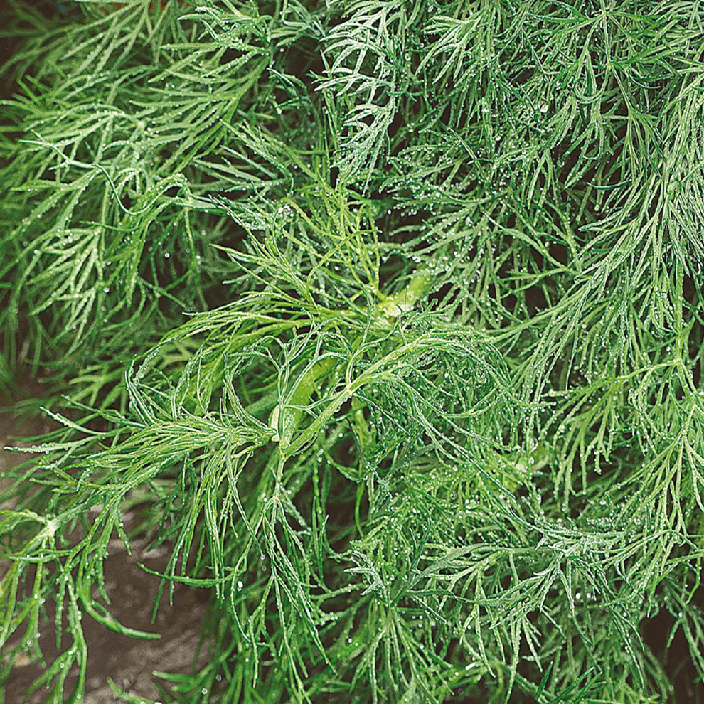 Dill Fernleaf Seeds