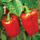 Early California Wonder Pepper Seeds