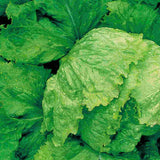 Iceberg Lettuce Seeds