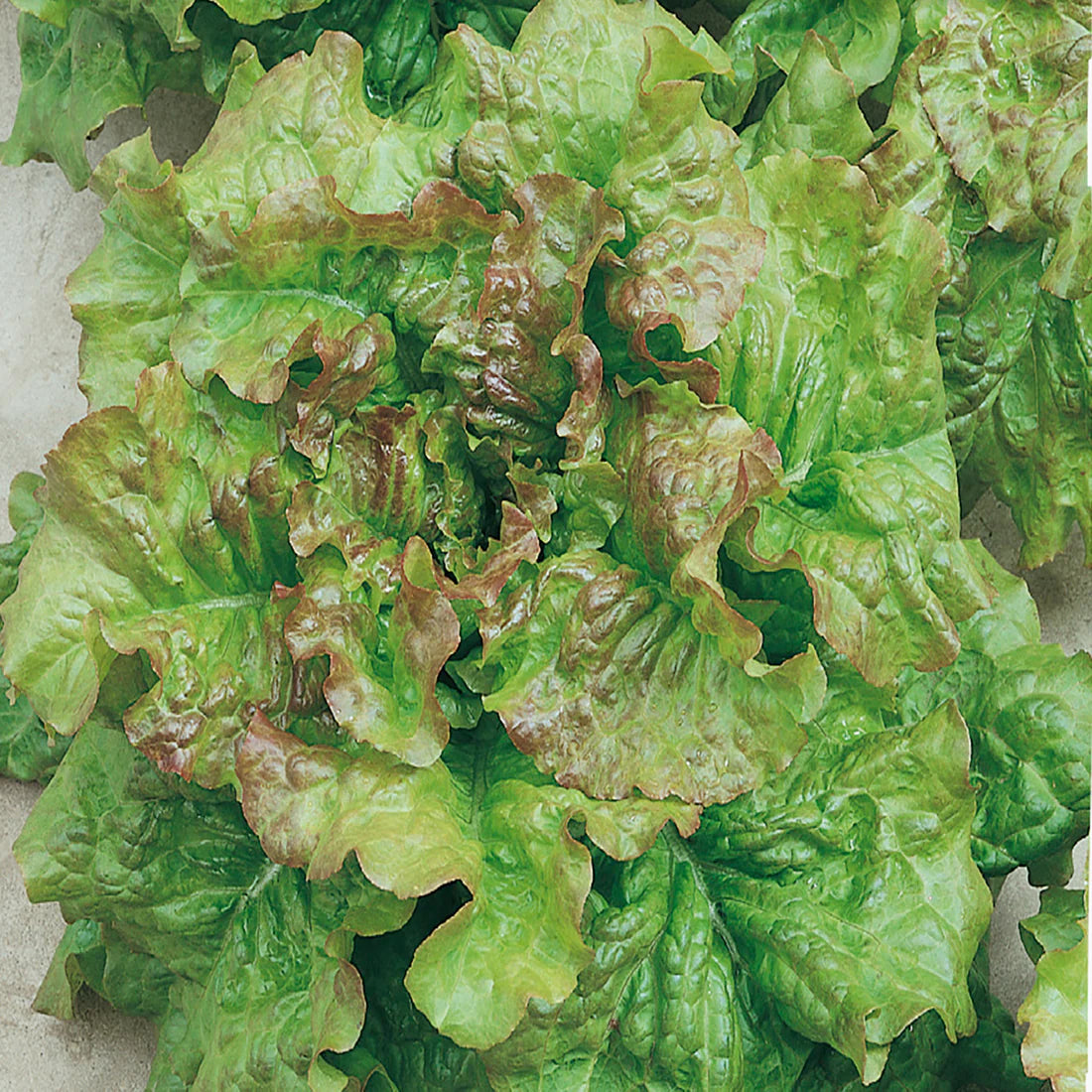 Prizehead Lettuce Seeds