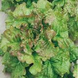 Prizehead Lettuce Seeds