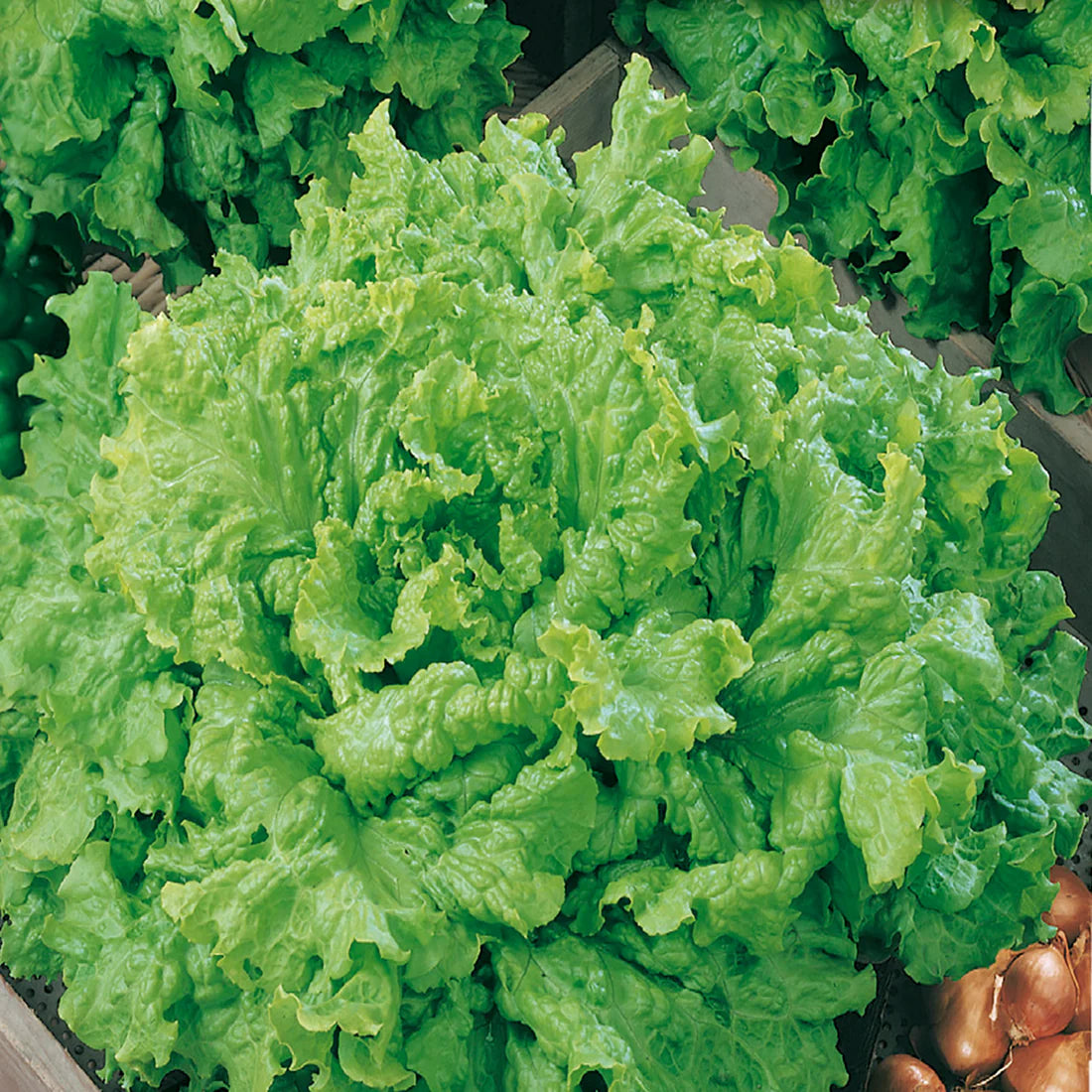 Grand Rapids Lettuce Seeds