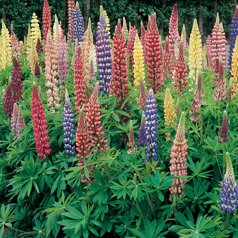 Lupine Russell Mix