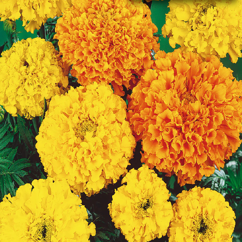 Crackerjack Marigold Seeds - Value Size
