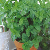 Mint Seeds