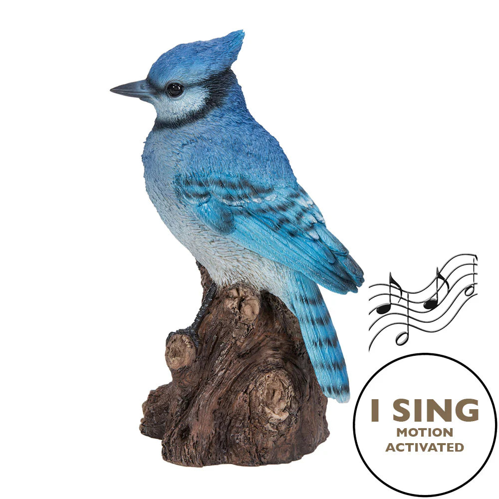 Motion Activated Blue Jay