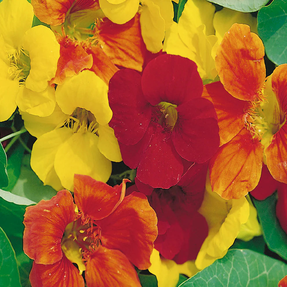 Nasturtium Jewel Mix Seeds
