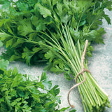 Single Hardy Italian Parsley Seeds