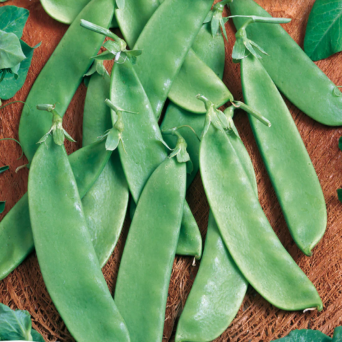 Edible Podded Snow Pea Seeds
