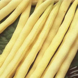 Pencil Pod Black Wax Bean Seeds