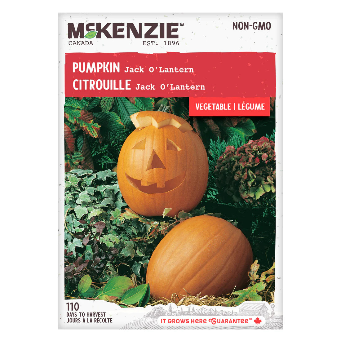 Jack O' Lantern Pumpkin Seeds
