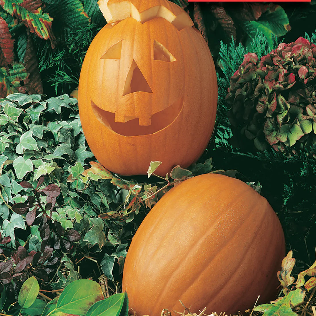 Jack O' Lantern Pumpkin Seeds