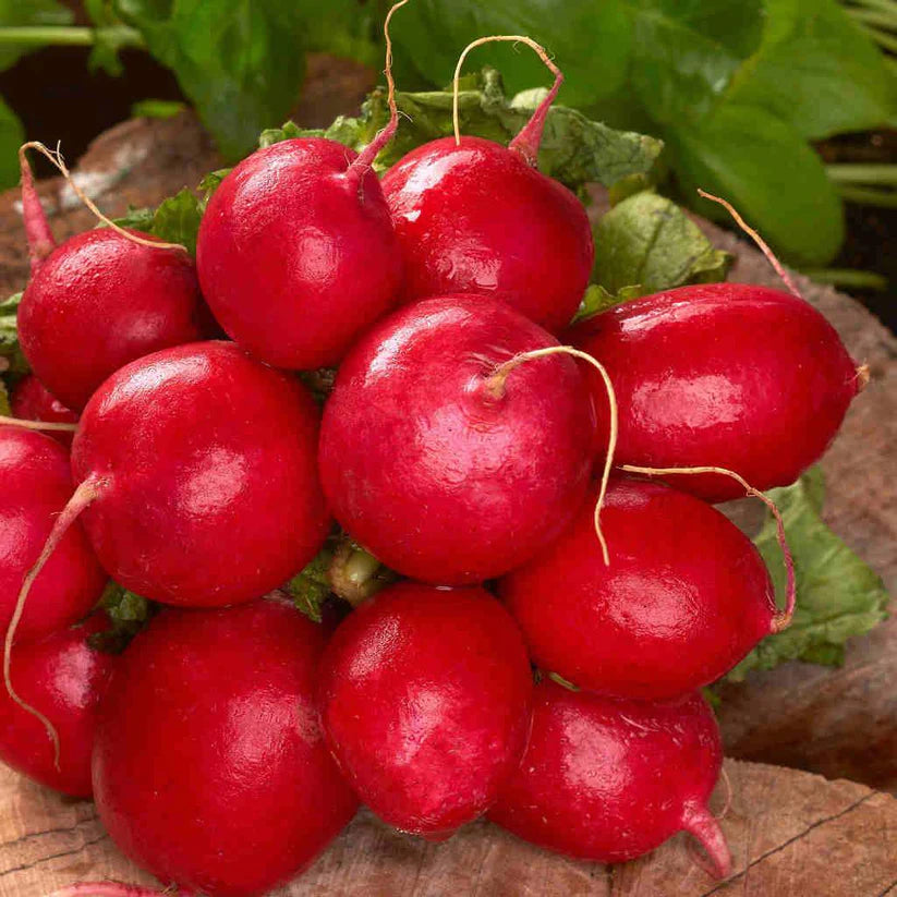 Cherry Belle Radish Seeds