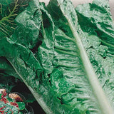 Romaine Lettuce Seeds
