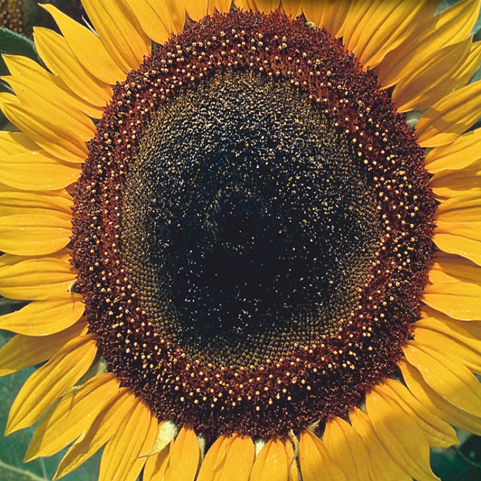 Taiyo Sunflower Seeds