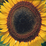 Taiyo Sunflower Seeds