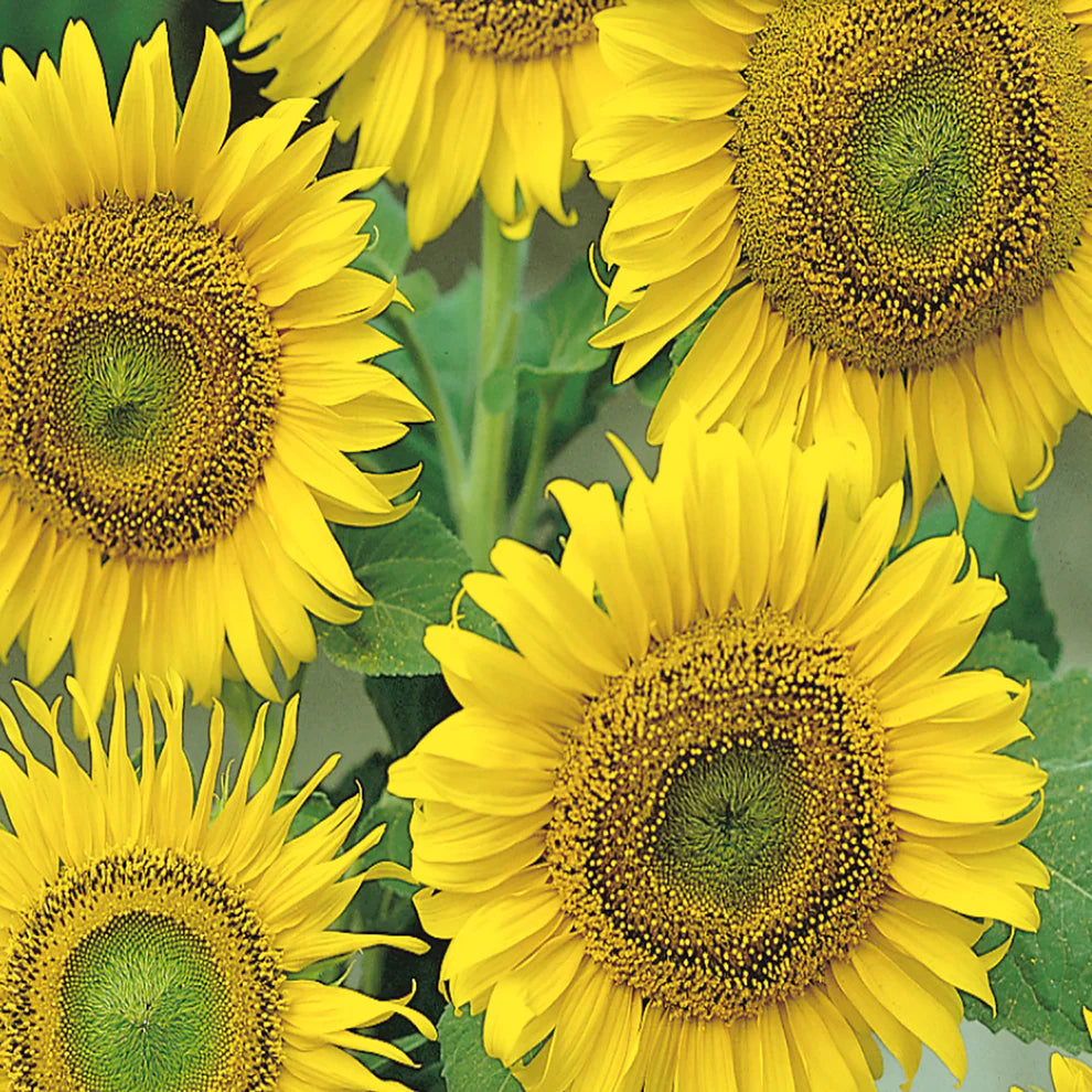 Large Seeded Tall Sunflower Seeds