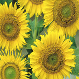 Large Seeded Tall Sunflower Seeds