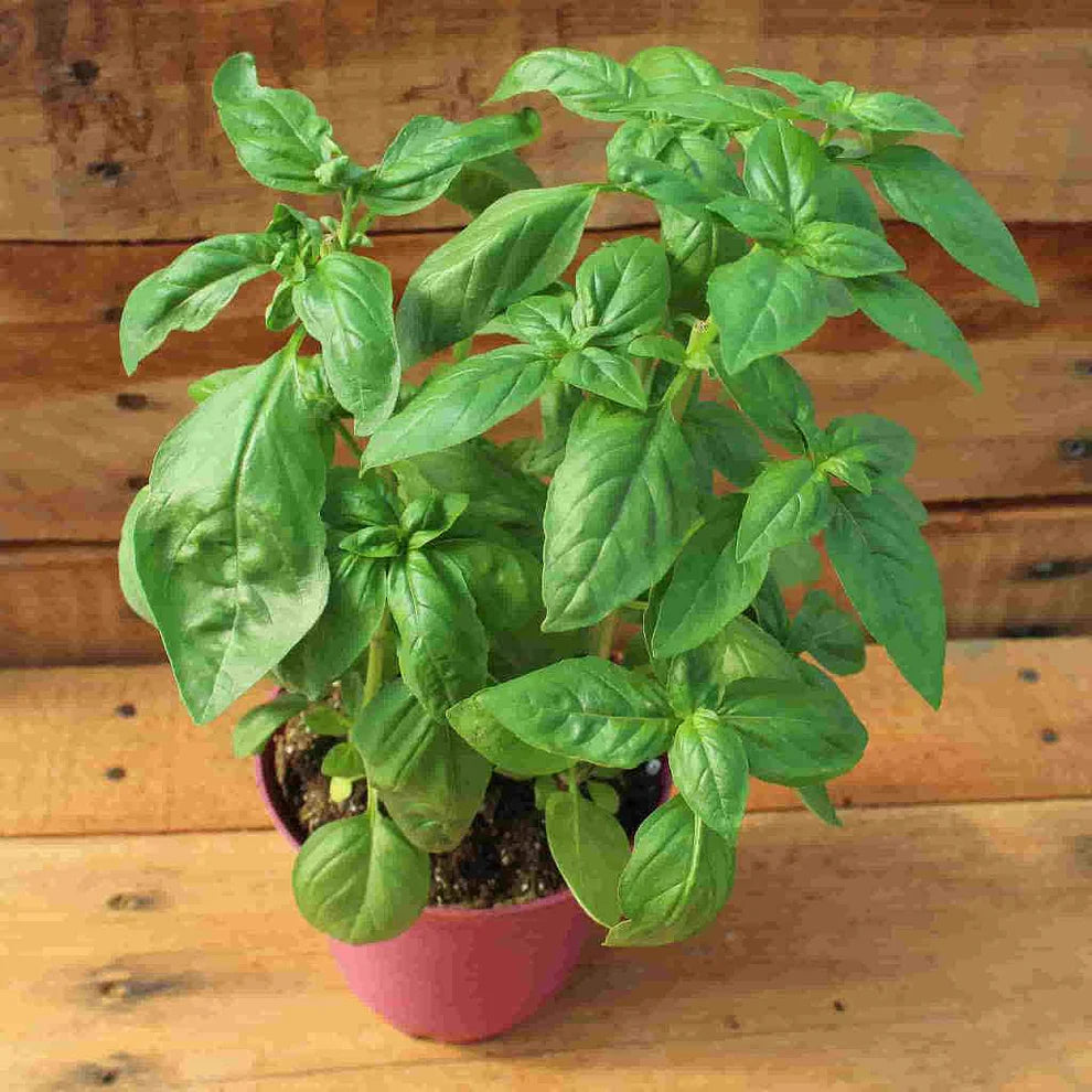 Sweet Basil Seeds