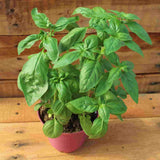 Sweet Basil Seeds