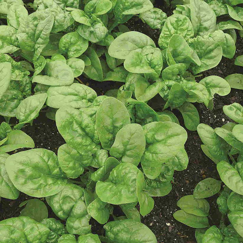Long Standing Bloomsdale Spinach Seeds