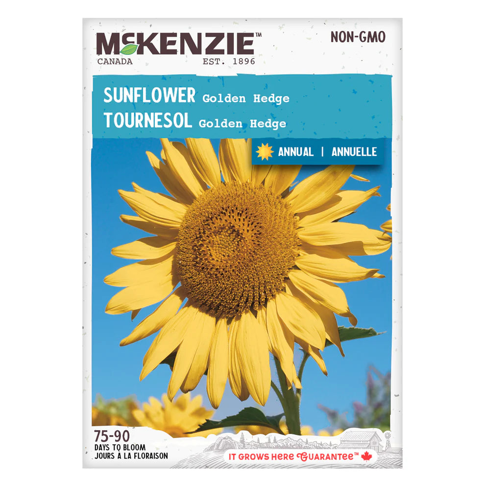 Golden Hedge Sunflower Seeds