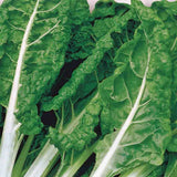 Fordhook Giant Swiss Chard Seeds