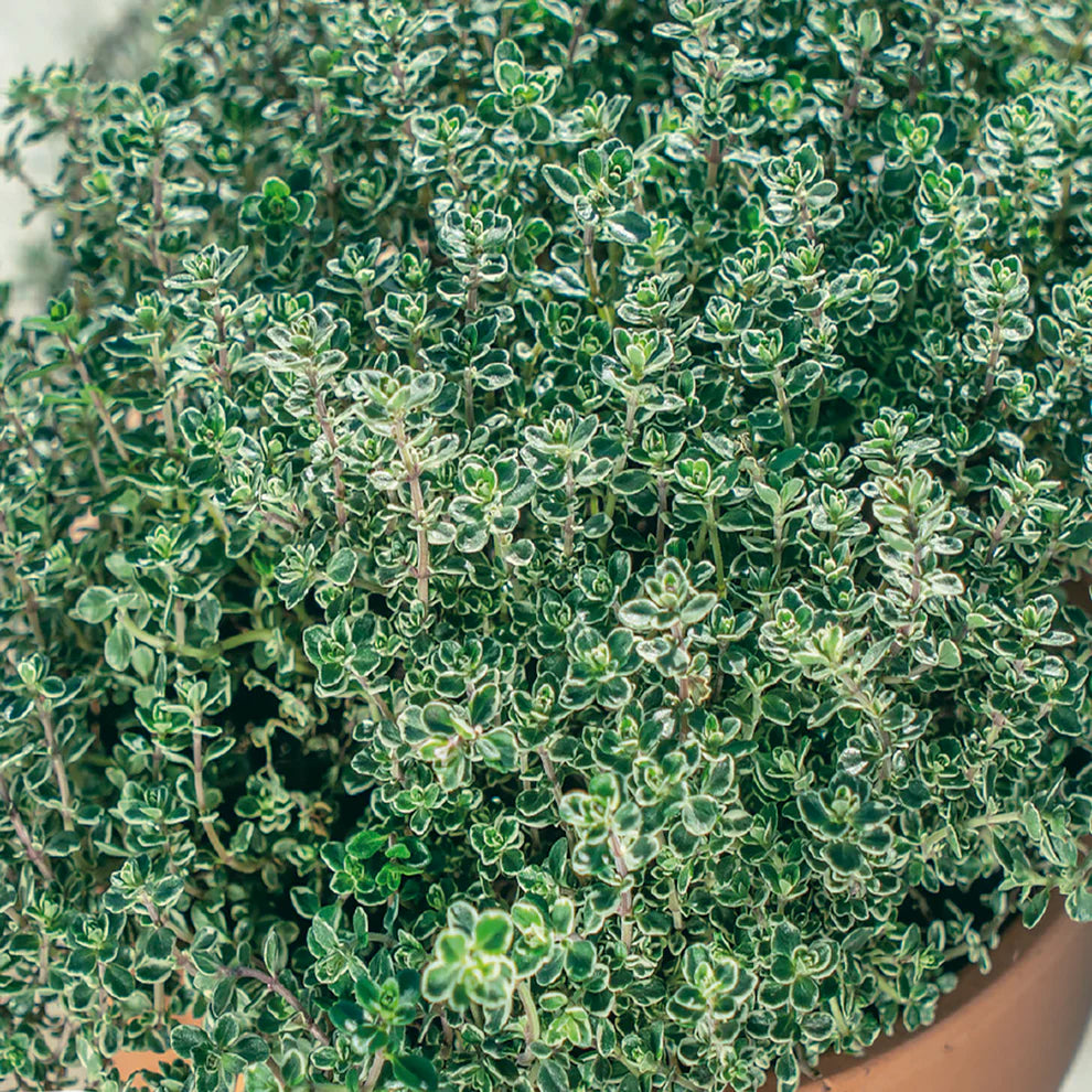 Thyme Seeds