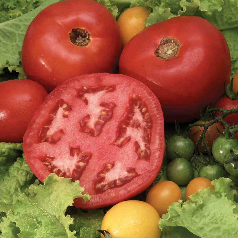 Beefsteak Tomato Seeds