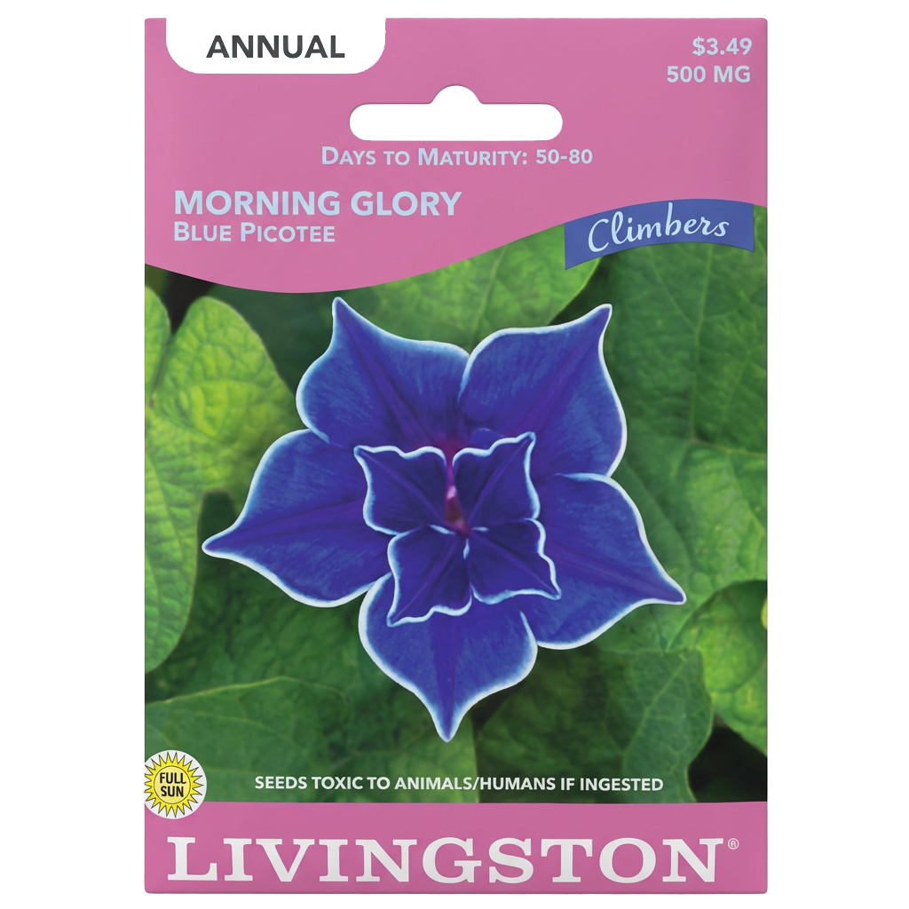 Blue Picotee Morning Glory Seeds