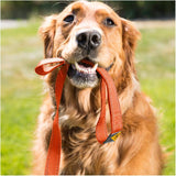 Polyester Webbing Dog Leash - Safety Orange, 1" x 6'