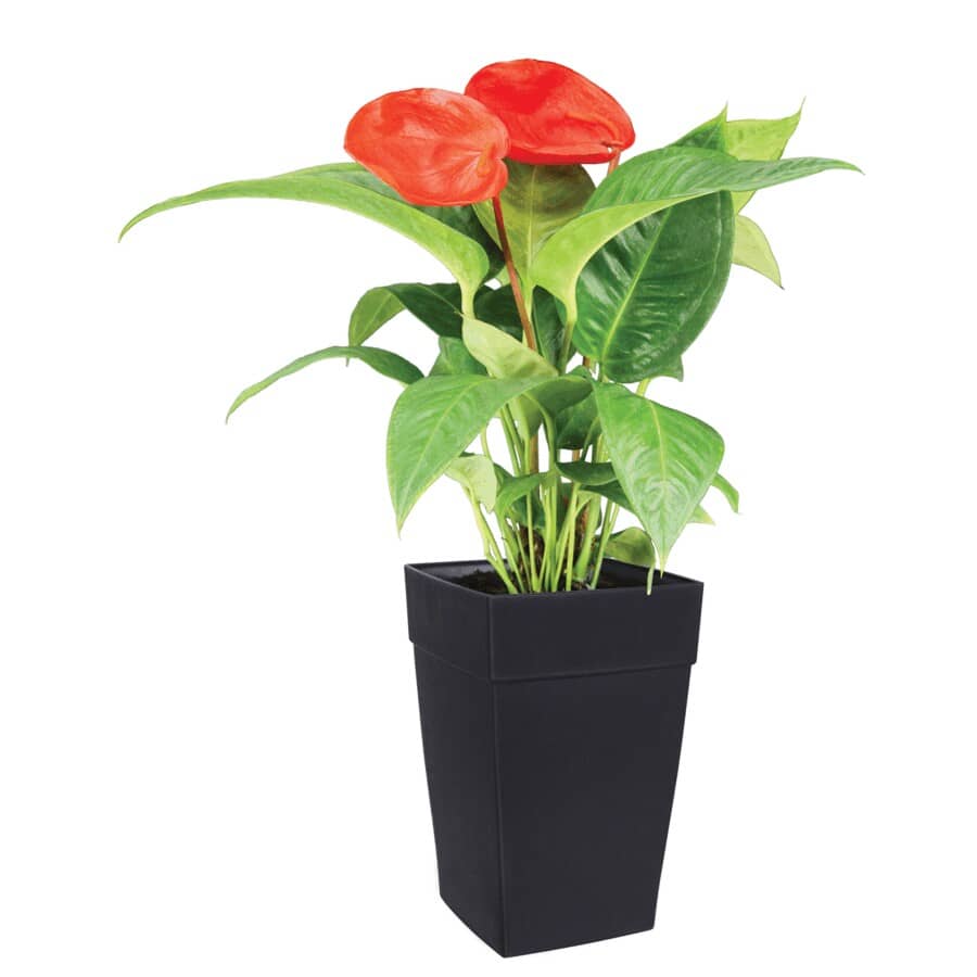 12" Self-Watering Black Harmony Planter
