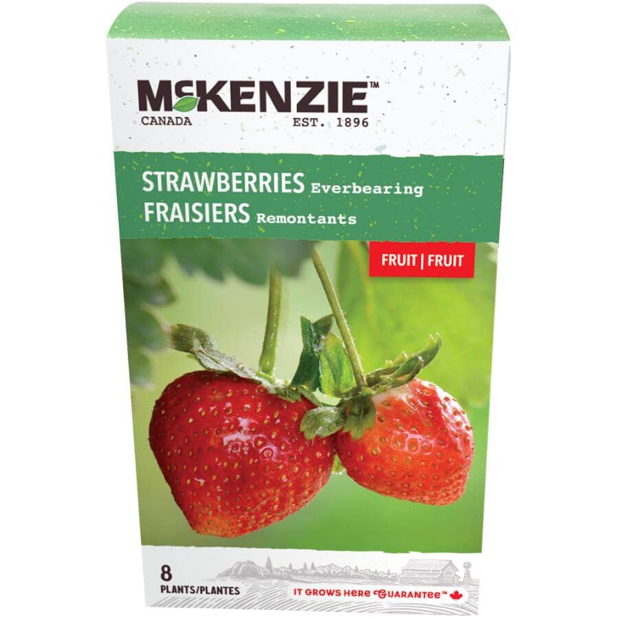 Everbearing Strawberry Bulbs