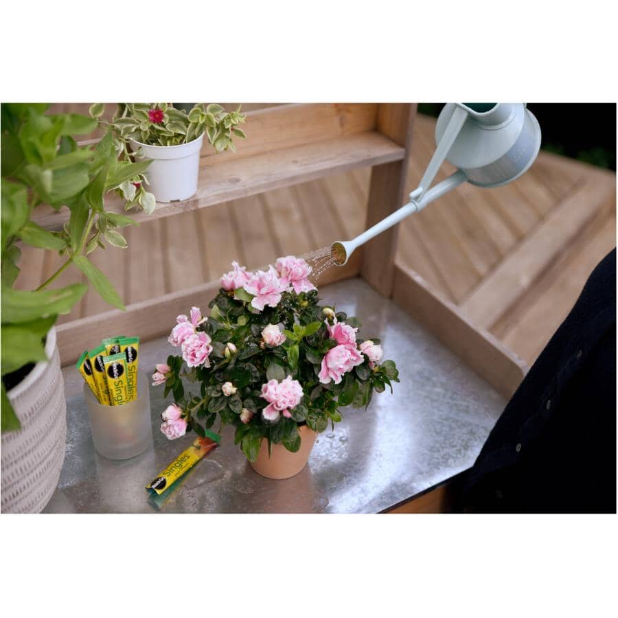 24-8-16 Water Soluble Singles Plant Food - 24 Pack