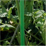 3' Steel Plant Stakes - 2 Pack