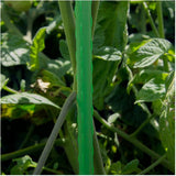 5' Steel Plant Stakes