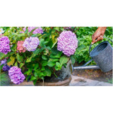 500g 28-10-10 Water Soluble Evergreen and Acid Loving Plant Fertilizer