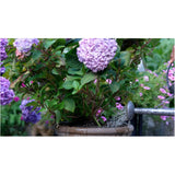 500g 28-10-10 Water Soluble Evergreen and Acid Loving Plant Fertilizer