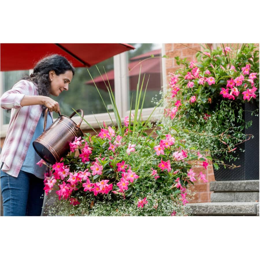 Bloom Booster Plant Food - 15-30-15 + Water Soluble, 1.5 kg