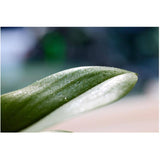 Orchid Plant Food Mist Fertilizer - Ready-To-Use, 236 ml