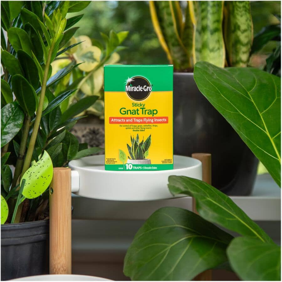 Sticky Gnat Traps - 10 Pack