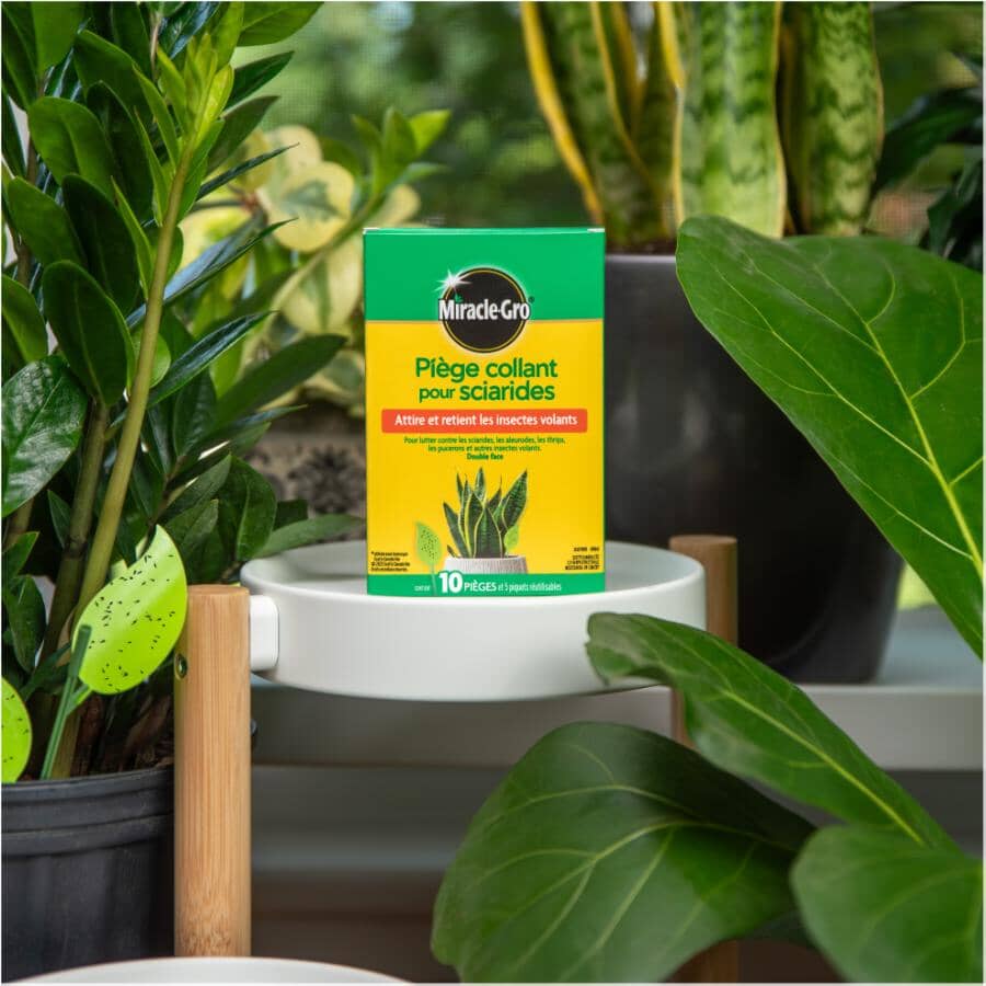 Sticky Gnat Traps - 10 Pack