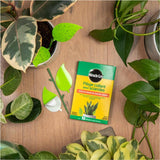 Sticky Gnat Traps - 10 Pack